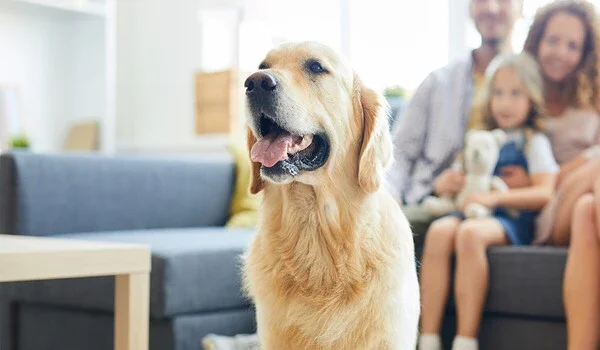 Featured Image of Pet-Friendly Living at Prestige Golden Grove